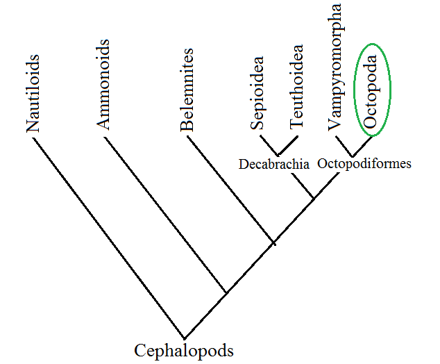 The orders of the Cephalopod Class