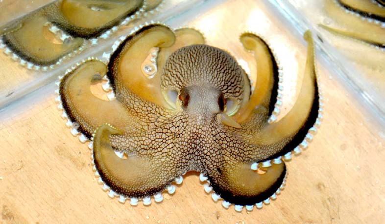 Viened Octopus used with permission- http://www.threatenedtaxa.org/ZooPrintJournal/2013/June/o325626vi134492-4497.pdf