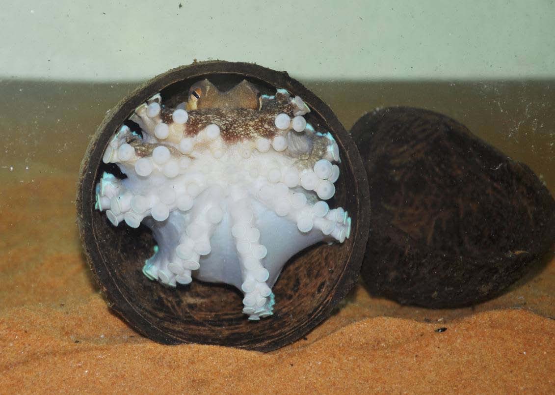 Coconut Octopus using a coconut shell as protection used with permission-http://www.threatenedtaxa.org/ZooPrintJournal/2013/June/o325626vi134492-4497.pdf