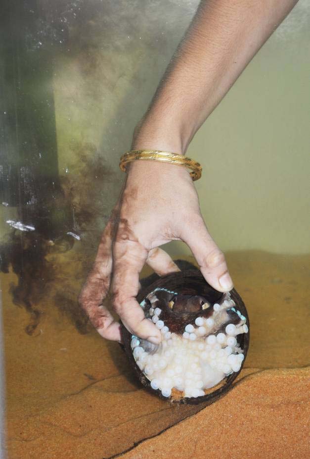 Coconut Octopus using his ink has a defensive strategy used with permission- http://www.threatenedtaxa.org/ZooPrintJournal/2013/June/o325626vi134492-4497.pdf