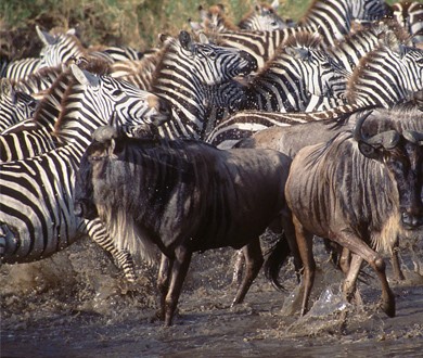 Interaction between zebra and wildebeest