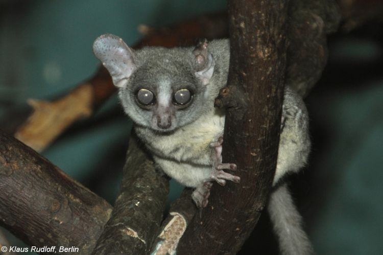 Bush baby on branch Permitted byKlaus Rudloff