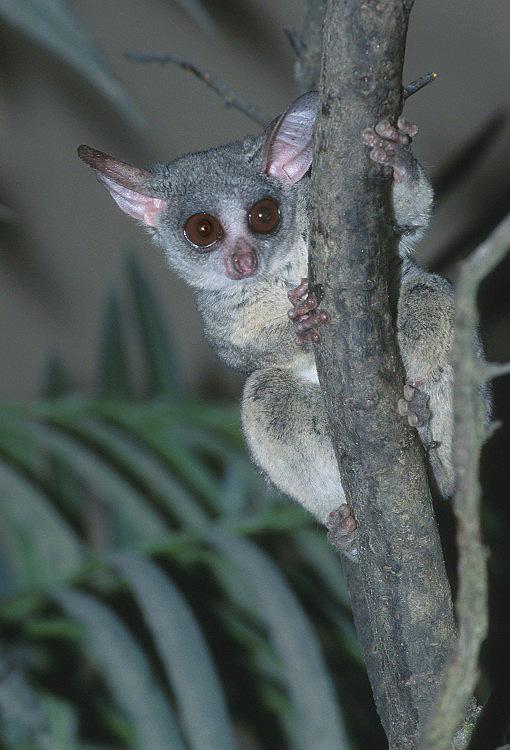 Tree lofted bush baby