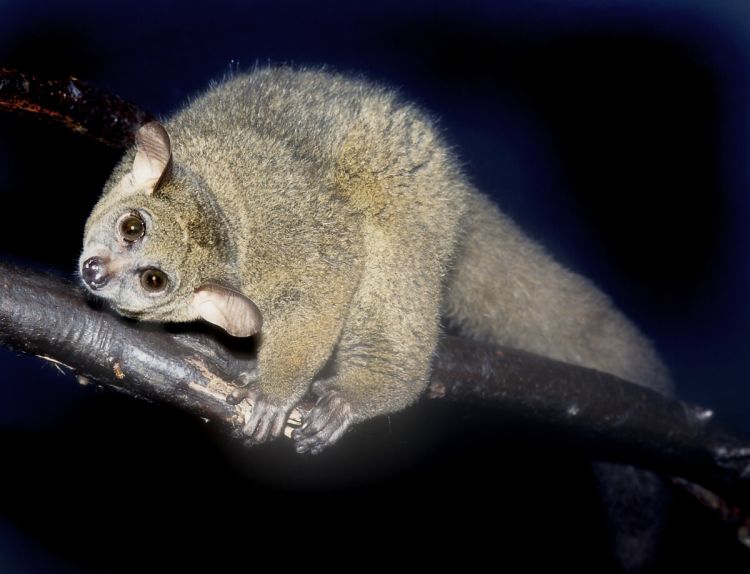 Bush baby Permitted by Vladmir Motyca