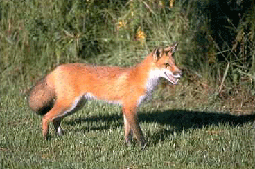 Red Fox