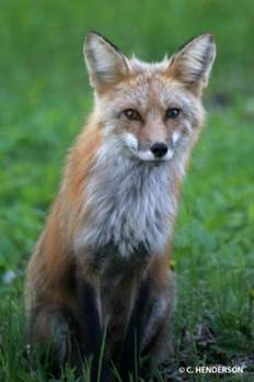 Red Fox Interaction with Humans - The Fox As An Ally