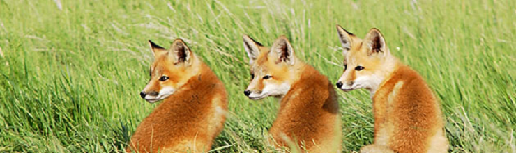 Red Fox Interaction with Humans - Foxes as a Resource