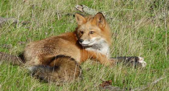 red fox