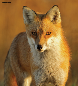 Red Fox