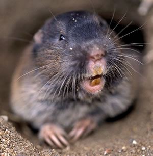 Northern pocket gopher