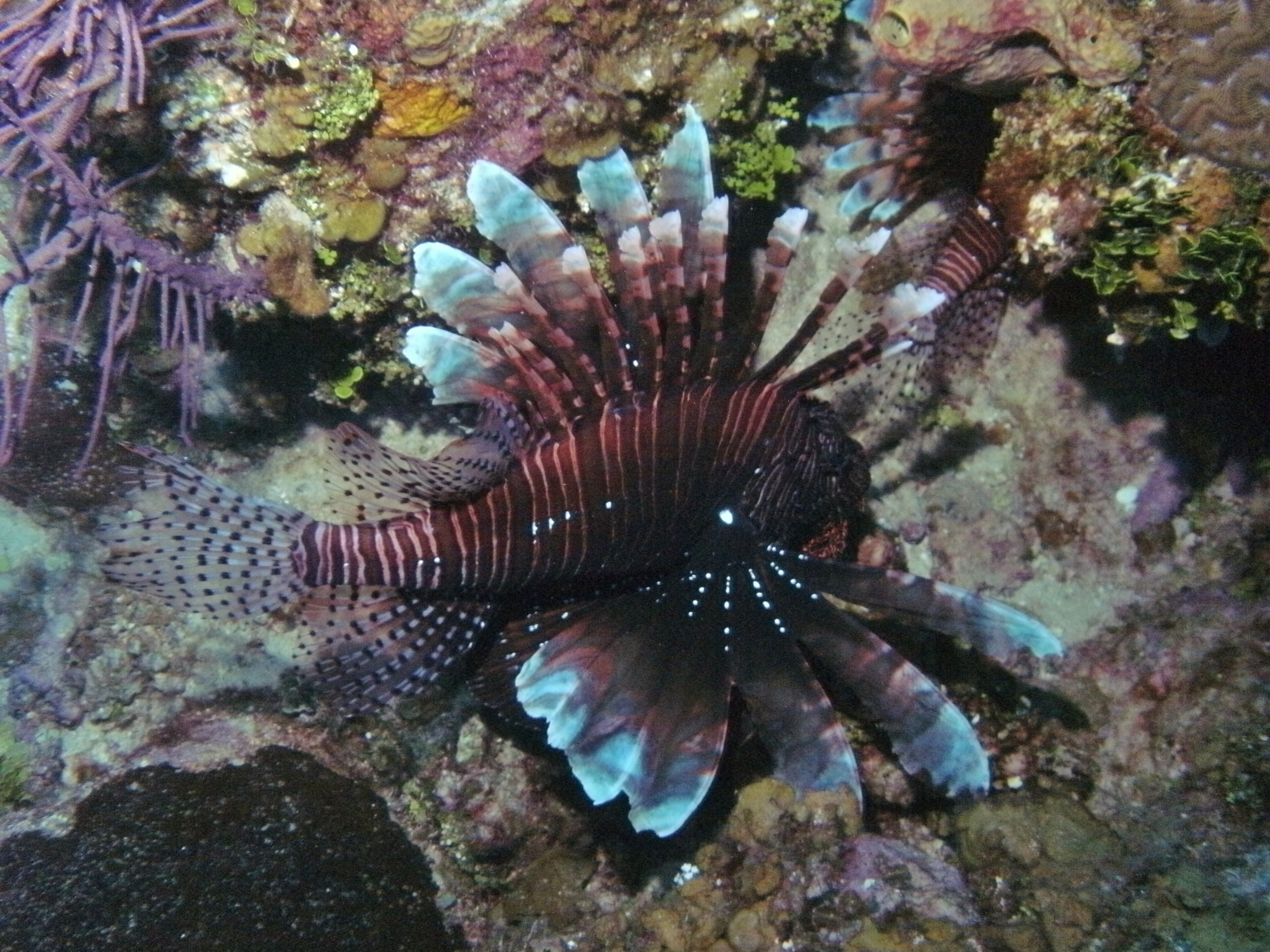 Red Lionfish (Pterois volitans) Tim Good 2011