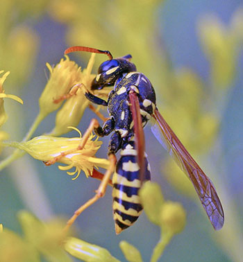 Used with permissin to Kate Redmond (the BugLady). http://www4.uwm.edu/fieldstation/naturalhistory/bugoftheweek/pwasps.cfm