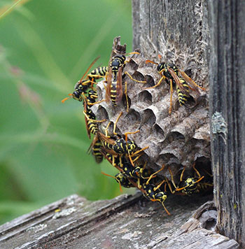 Used with permissin to Kate Redmond (the BugLady). http://www4.uwm.edu/fieldstation/naturalhistory/bugoftheweek/pwasps.cfm