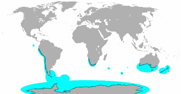 Map of the area where the Spheniscidae family can be found. Photo was taken off Wikipedia. Map was created based off information from "The Encyclopedia of Animals: a complete visual guide" by Fred Cooke and Jenni Bruce, page 260.