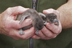 Baby little blue penguins from a colony at Harris Bay, Banks Peninsula New Zealand. Photo was taken by Steve Attwood 