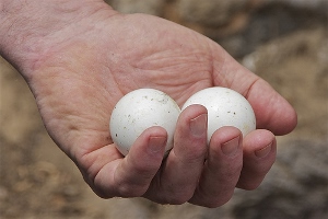 Little blue penguin eggs from a colony at Harris Bay, Banks Peninsula New Zealand. Photo was taken by Steve Attwood 