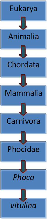 Image by Daniel Nash with information derived from NOAA Fisheries