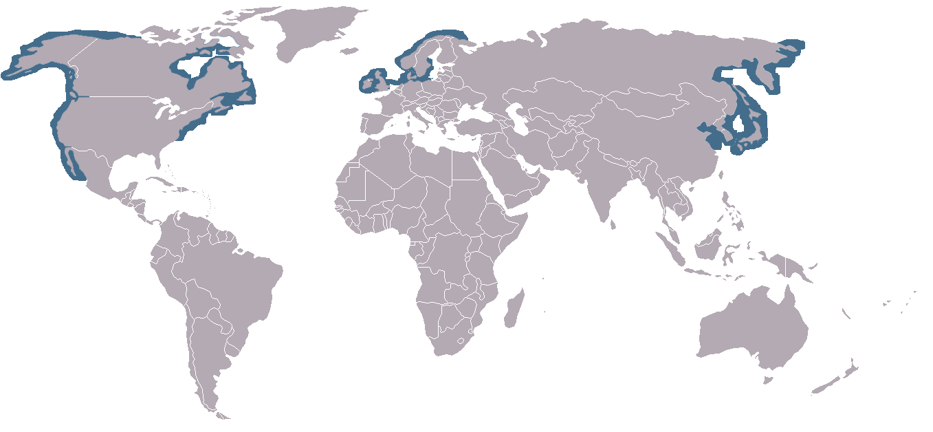 Worldwide geographic distribution of the harbor seal, Phoca vitulina. Image credit to Jonathan Hornung. 