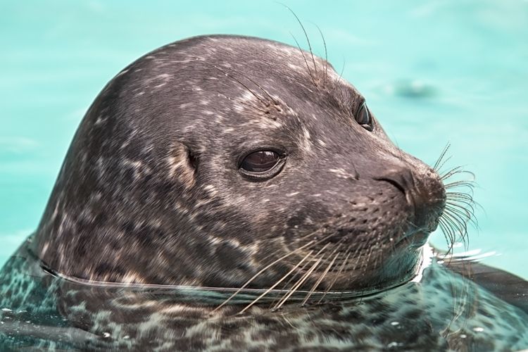 Photo Credit: Robin Riggs,  Aquarium of the Pacific