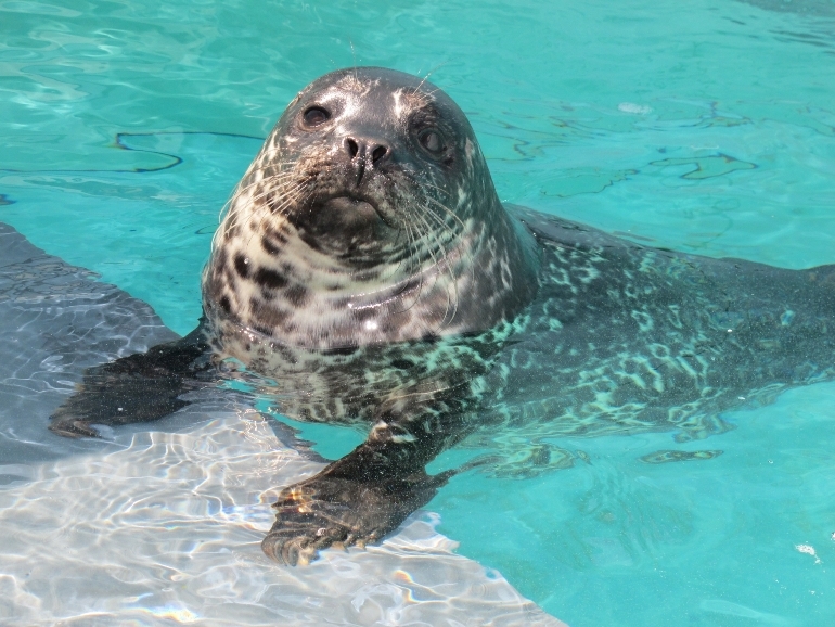 Harbor seal pup returning from a dive. 