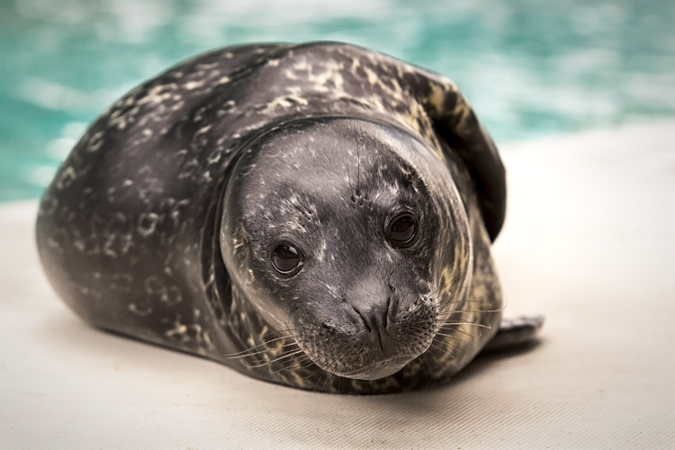 Photo Credit: Robin Riggs,  Aquarium of the Pacific