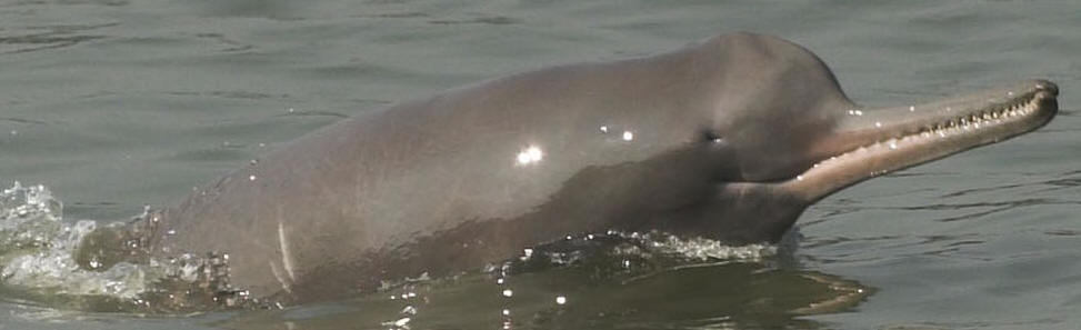 Ganges River Dolphin