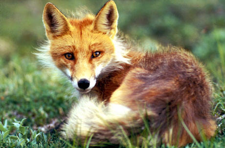 American red fox - Wikipedia