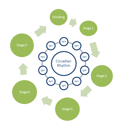 Cell cycle corresponding with circadian cycle. Created by Danielle Schiro 2013