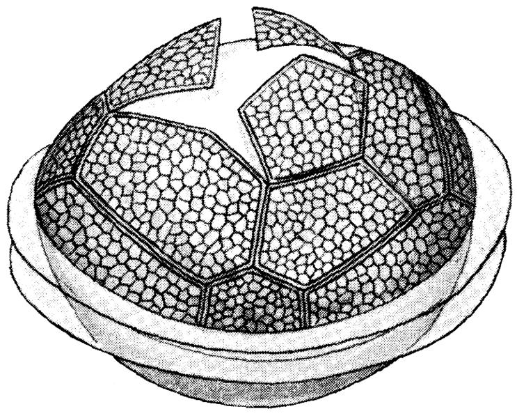 Cortical alveoli of dinoflagellate. Image used with Permission, 2013. Image located at http://en.wikipedia.org/wiki/File:Peridinium_ovatum_cyst.png