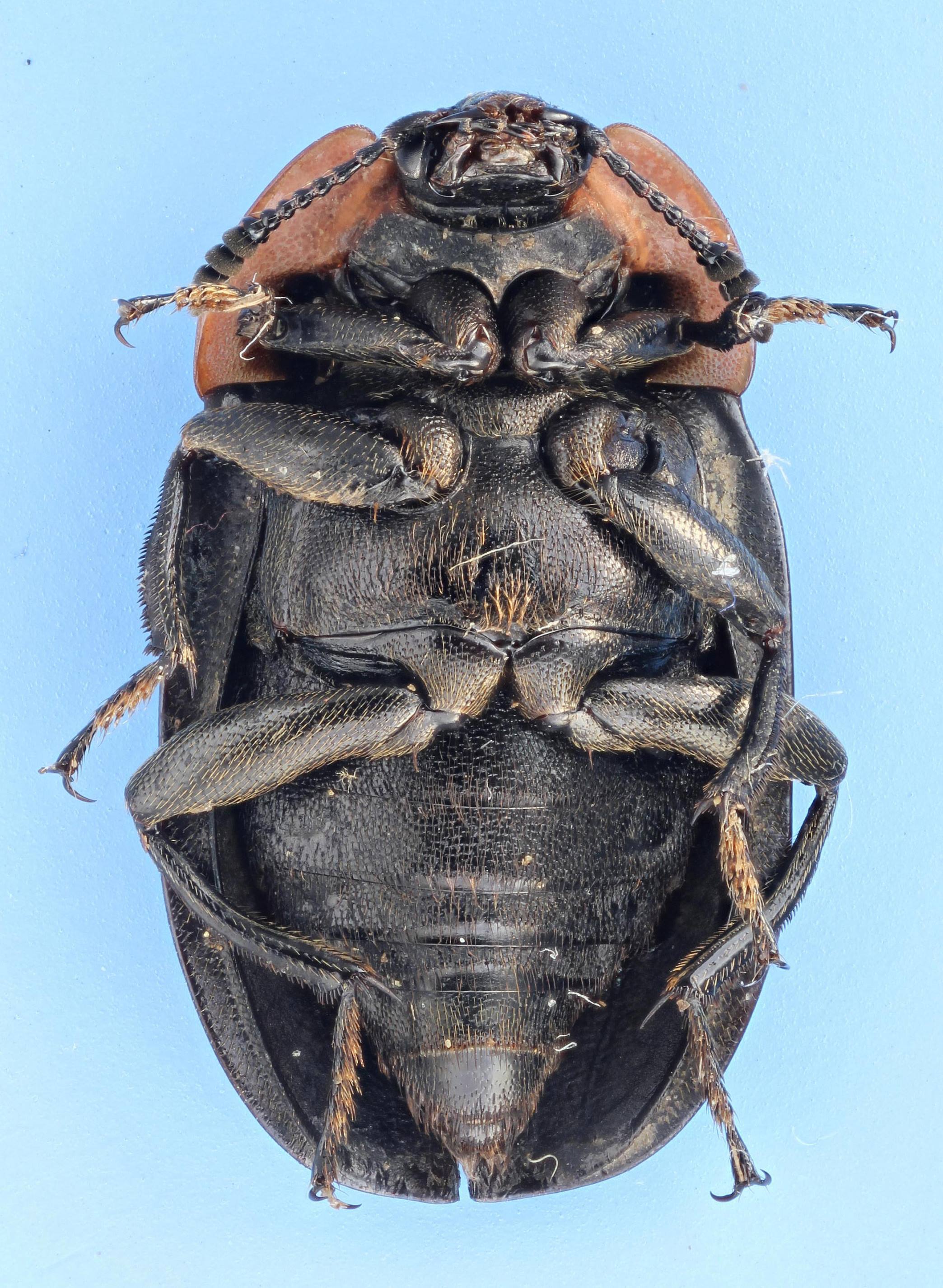 O. noveboracense under view