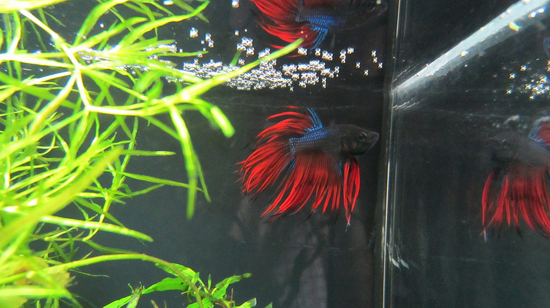 Betta 1