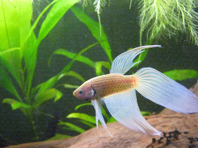 Betta 3