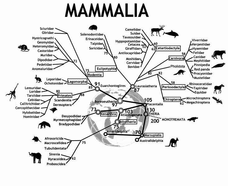 Phylogenetic tree