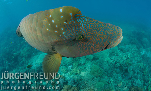 Hump on the Napoleon Wrasse Head