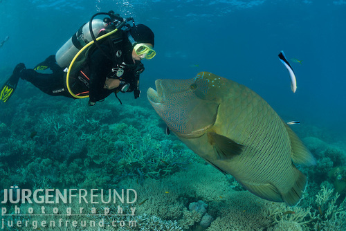 Scuba Diver Interacting with Napoleon Wrasse