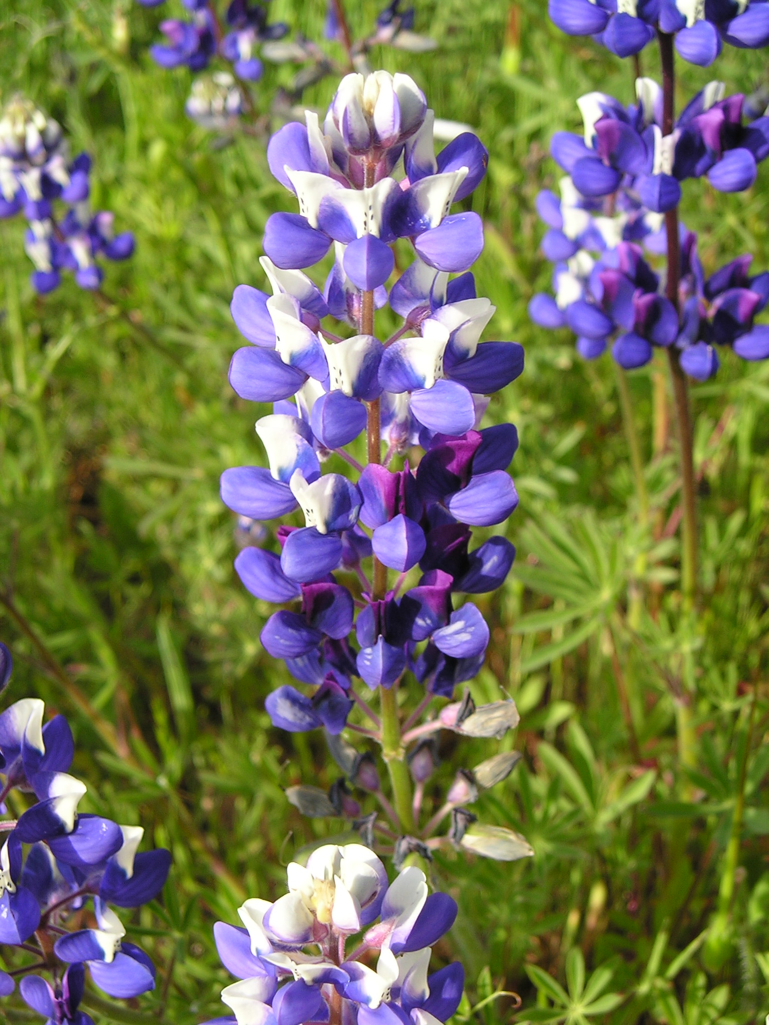 Lupinus bicolor