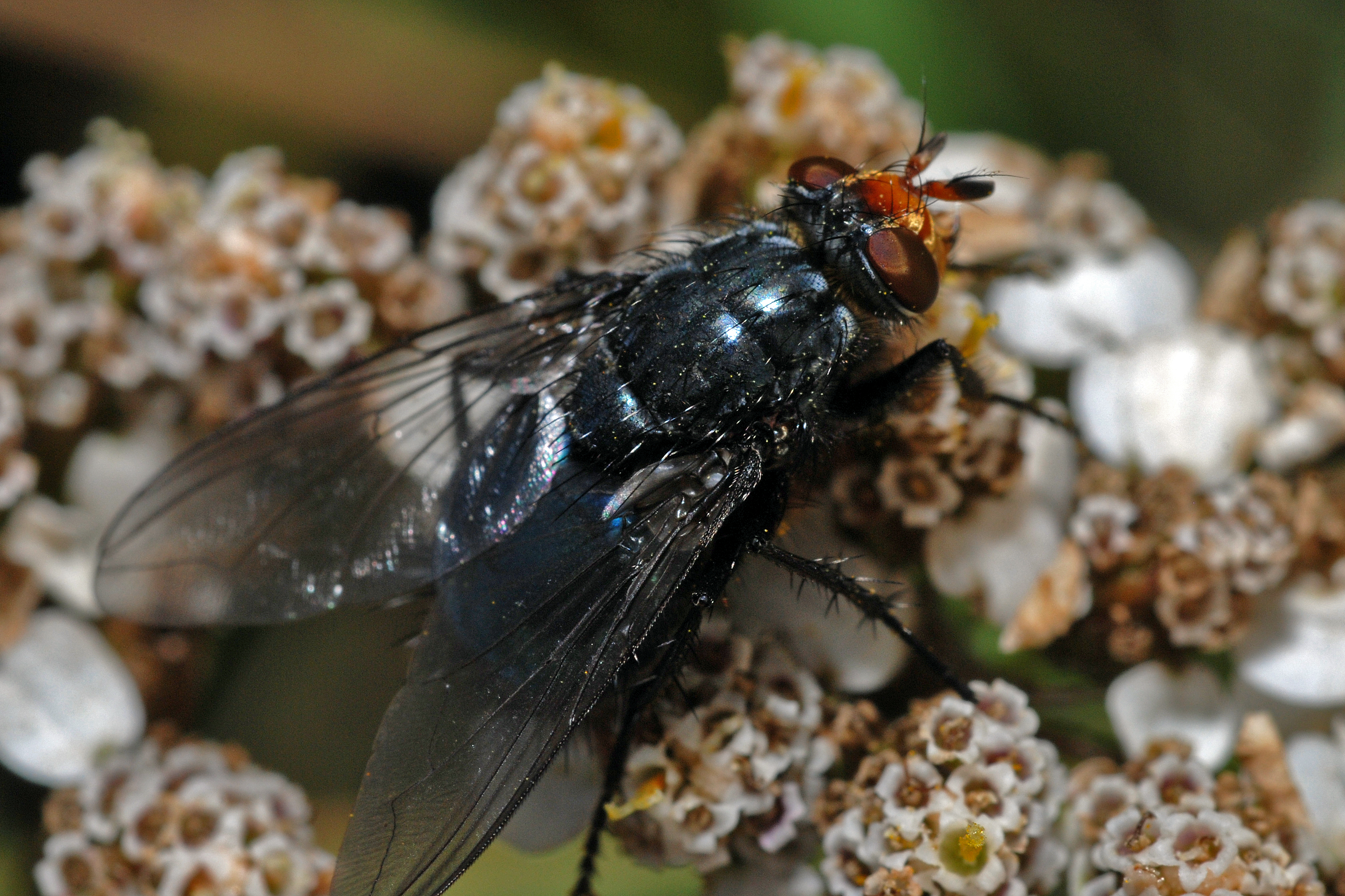 Calliphora vicina