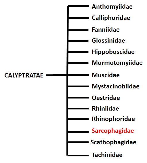 Phylogenetic tree