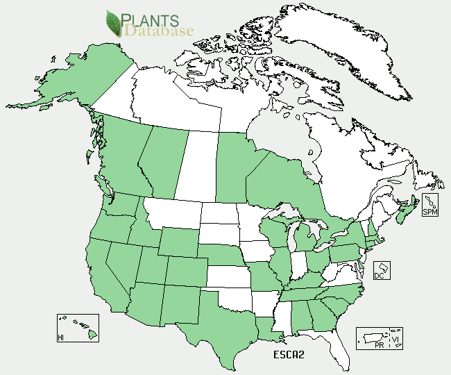 Picture courtesy of U. S. Department of Agriculture located at http://plants.usda.gov/core/profile?symbol=ESCA2