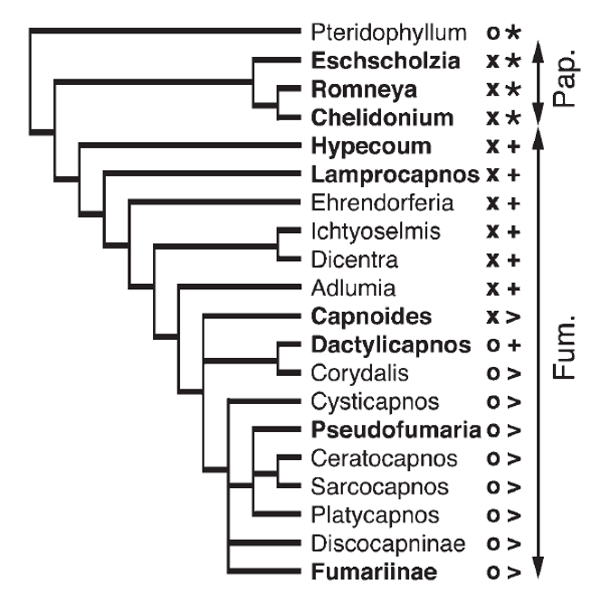 Phylogenic tree