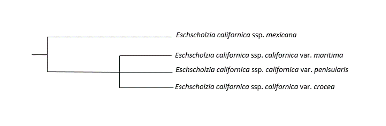 Phylogenetic tree