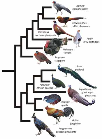 Phylogenetic Tree