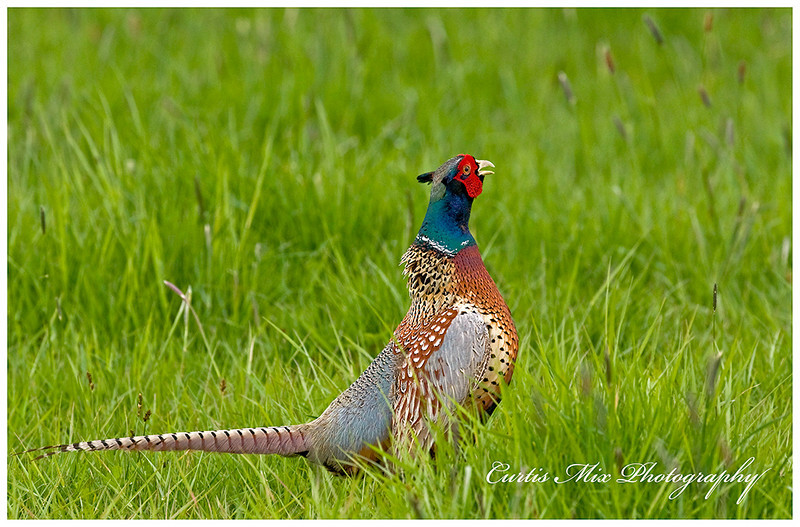 Cock pheasant 