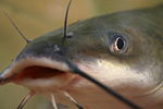 picture of blue catfish