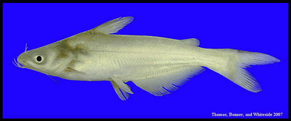 picture of a blue catfish