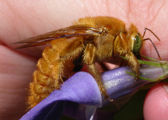 Male Carpenter Bee in a human’s hand. Picture used with permission from Wikipedia Commons.