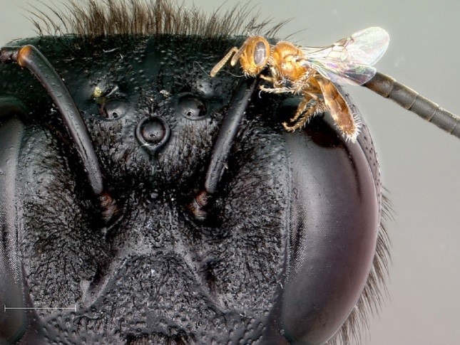 Picture of both the smallest (Perdita minima) and largest (female carpenter bee). Used with permission and uploaded by Stephen Buchmann.