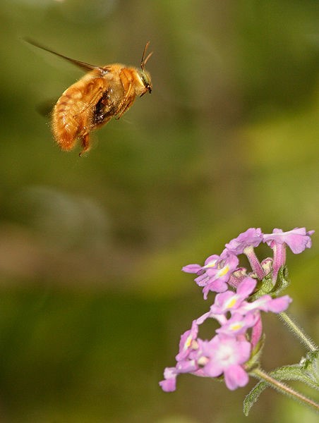 Picture of male Xylocopa varipuncta  used with permission from Wikipedia Commons.