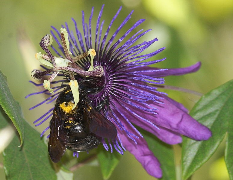 Picture of a female Carpenter Bee visiting a flower. Used with permission from Wikipedia Commons.