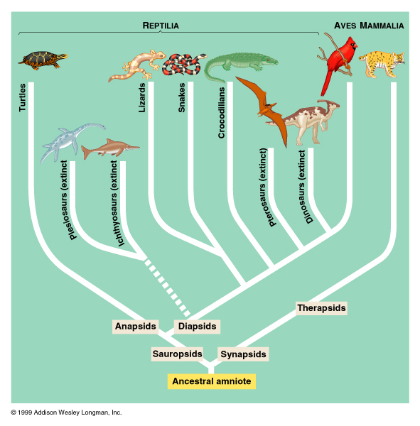 This tree represents the Reptilia or the class of the Western Fence Lizard. Used with Permission.